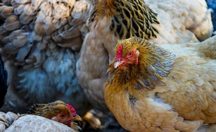 Illustration de poulets.
