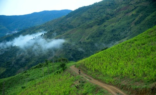 Des plantations de coca à Pueblo Nuevo en Colombie le 10 juillet 2016