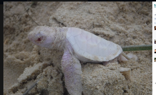 Capture d'une photo d'une tortue marine albinos postée sur Facebook par une ONG australienne.