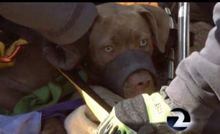 Capture d'écran d'une vidéo du sauvetage d'une chienne en Californie, le 30 mars 2014.