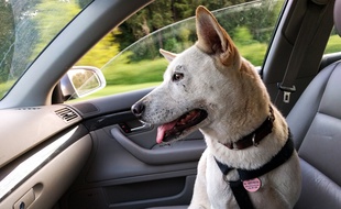 Un chien à l'intérieur d'une voiture. Image d'illustration.