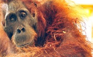 L'orang-outan criblé de 40 balles qui a succombé à ses blessures à Bornéo, le 5 décembre 2014, à son arrivée à la Fondation pour la survie des orangs-outans.