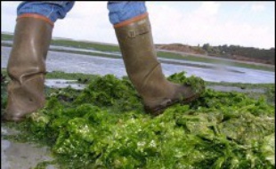 Quelque 2.000 personnes de la commune de La Coquille (Dordogne) étaient toujours privées d'eau potable lundi, après quatre jours d'interdiction, les analyses effectuées sur le réseau ayant décelé une présence d'algues encore supérieure à la normale, a annoncé la préfecture.