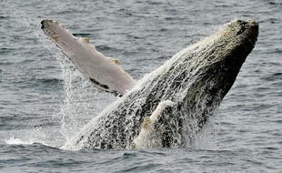 Photographie d'une baleine prise sur la côte de Puerto Lopez en Equateur, le 21 octobre 2015
