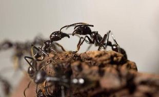 Les fourmis contribuent à nettoyer les villes