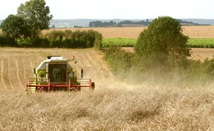 Moisson du colza dans la Sarthe en mai 2011.