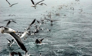Environ 2.000 oiseaux ont été retrouvés morts jeudi dans un rayon de six kilomètres autour de Santo Domingo, sur le littoral du centre du Chili, a déclaré vendredi sur une radio locale le directeur d'un musée de sciences naturelles, accusant les pêcheurs opérant sur la zone.