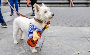 Spotify lance des playlists pour animaux de compagnie.