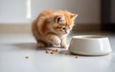 Votre chat éloigne sa gamelle avant de manger ? Ce comportement cache souvent un souci d’inconfort ou d’hygiène