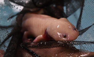 Un axolotl albinos (Ambystoma mexicanum) au laboratoire de restauration écologique de l'université Unam de Mexico, le 29 août 2014