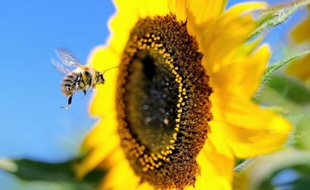 Les polluants atmosphériques émis par les moteurs diesel peuvent perturber la capacité des abeilles à butiner en transformant les molécules parfumées dégagées par les fleurs, met en garde une étude publiée jeudi.