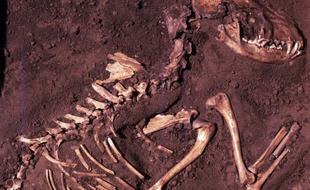 Fossile: illustration