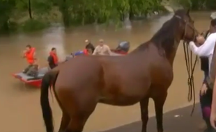 Des dizaines de chevaux ont été secourus le 19 avril 2016 après les inondations qui ont frappé le Texas (Etats-Unis).