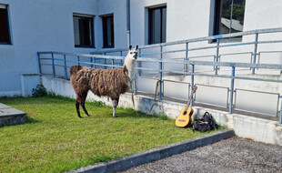 Le lama a attendu sagement son maître devant la gendarmerie