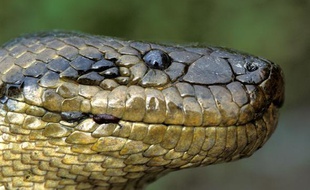 Un anaconda de quatre mètres découvert en Bolivie, dans la forêt amazonienne.
