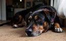 Combien de temps un chien peut-il rester seul sans en souffrir ? Ces règles à connaître pour éviter l’ennui et l’anxiété