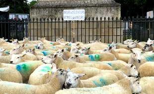 Un élevage de moutons