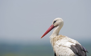 En se posant sur un poteau électrique, une cigogne a privé 1.700 foyers de Seine-et-Marne d'électricité. (Illustration)