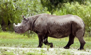 Illustration d'un rhinocéros noir
