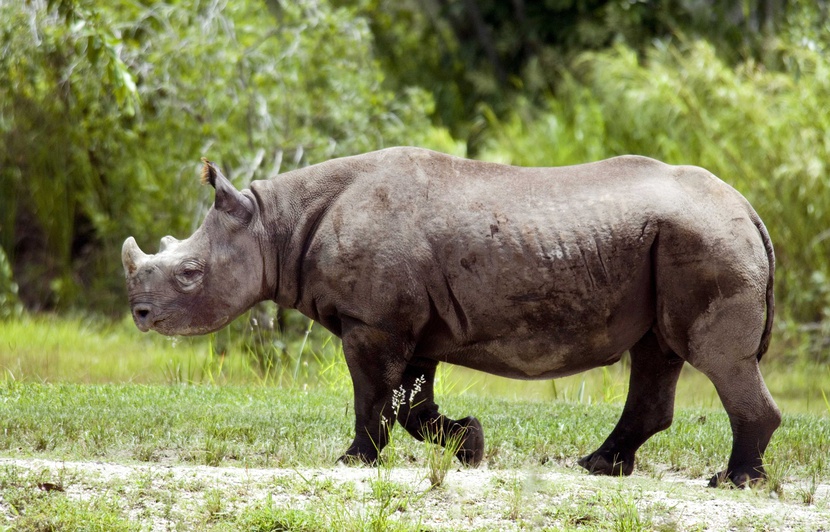 Rhinoceros Noir La Population Se Retablit Doucement Mais L Espece Reste En Danger Critique D Extinction