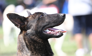 Un berger malinois a blessé deux femmes à L'Isle-Jourdain. Illustration.