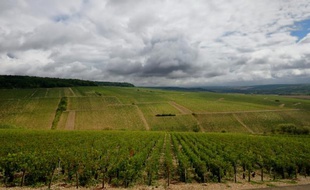 Un domaine à Chablis. Une partie du vignoble chablisien, dans l'Yonne, a été touché vendredi soir par la grêle