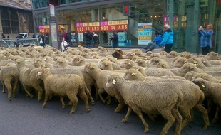 Lyon, le 9 octobre 2017. Des centaines d’éleveurs ont manifesté ce lundi dans le centre de Lyon, avec leurs brebis, pour protester contre le plan loup.