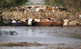 Un troupeau sous l'eau après le passage de l'ouragan Isaac aux Etats-Unis, en août 2012.