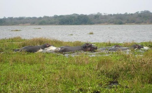 Le Rwanda veut réintroduire l'année prochaine des lions et des rhinocéros, en provenance d'Afrique du Sud, dans son unique parc de savane, a-t-on appris mercredi de source officielle.