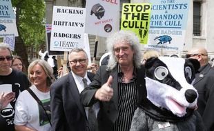 Manifestation contre l'abattage des blaireaux, à Londres le 1er juin 2013, menée par le chanteur Brian May.