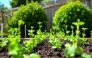 C’est le moment parfait pour semer ce légume facile fin juillet et booster vos récoltes jusqu’aux gelées d’hiver !