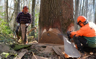 Un chêne tricentenaire de la forêt de Bercé a été abattu jeudi