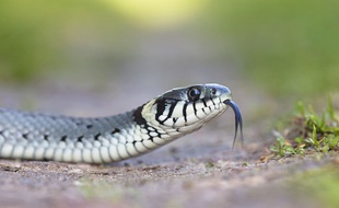 Une ado a coincé un serpent dans son lobe d'oreille percé