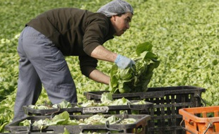 Des cultivateurs récoltent des salades dans une serre, le 16 février 2016 à Thuir, près de Perpignan