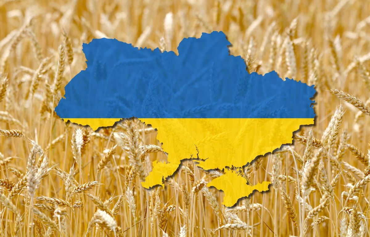 Guerre en Ukraine : Où sont exportées les céréales du « grenier à blé de l'Europe » ?