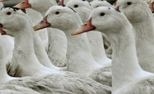 Des canards, plein de canards. (archives)
