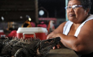 Soupes d'iguane, consommés de tortue ou plats à base de tatou sont quelques unes des recettes exotiques dont se délectent les Nicaraguayens à Pâques pour détourner l'interdiction religieuse de consommer de la viande rouge, malgré les risques que cela fait peser sur des espèces animales en voie d'extinction.