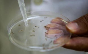 Des larves de moustiques portant le chikungunya