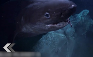 Des requins attaquent une équipe de tournage - Le Rewind (video)