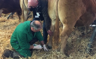 Olivier Chaumeil, vétérinaire, intervient sur une vache qui s'est blessée sous un ergot au Salon de l'agriculture