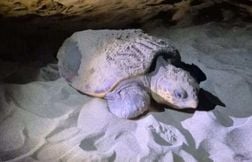 Une tortue marine Caouanne pond sur une plage près de Narbonne