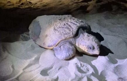 Une tortue marine Caouanne pond sur une plage près de Narbonne