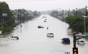 Devant l'ouragan Harvey, un chien s'est enfui avec son paquet de croquettes