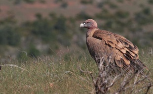 Un vautour dans le parc national des Cévennes, en juin 2011