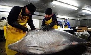 La folie des sushis dans le monde entier alimente un marché noir du thon pesant des milliards de dollars et où les gouvernements collaborent avec le secteur de la pêche, selon une étude publiée dimanche, qui accuse particulièrement les autorités françaises.