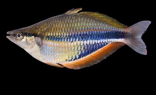 Une photo du poisson arc-en-ciel "melanotaenia goldiei"- découvert lors de l'expédition Lengguru -, prise le 31 mai 2011 et transmise à l'AFP par l'Institut français de recherche pour le développement (IRD)