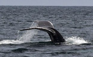 La queue d'une baleine à bosse sort des eaux de l'océan Pacifique à l'île Contadora, au Panama, le 13 juillet 2019.