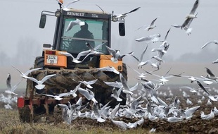 Un enfant de cinq ans est décédé jeudi soir écrasé par les roues d'un tracteur conduit par son grand-père dans la cour d'une ferme au Mesnil-Follemprise, près de Dieppe (Seine-Maritime).