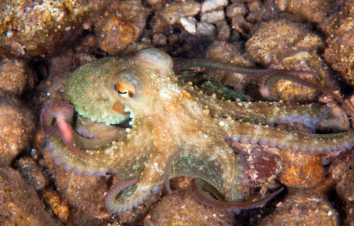 Etats-Unis : Un enfant attaqué par une pieuvre dans un aquarium, la vidéo de ses blessures devient virale