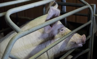 Illustration d'un cochon dans une ferme en Bretagne.